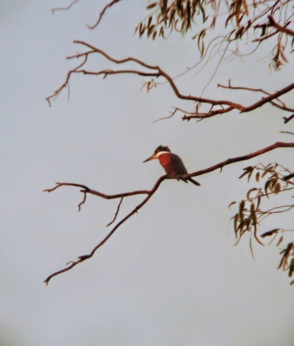 Ringed Kingfisher - ML647144625