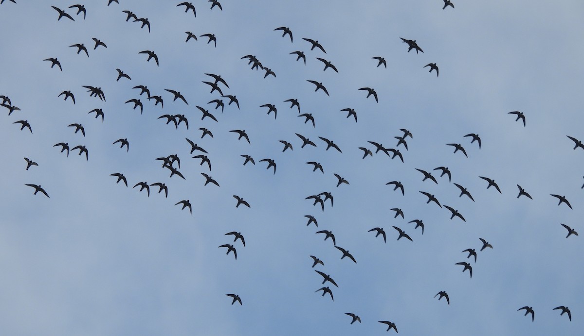 White-collared Swift - ML647144644