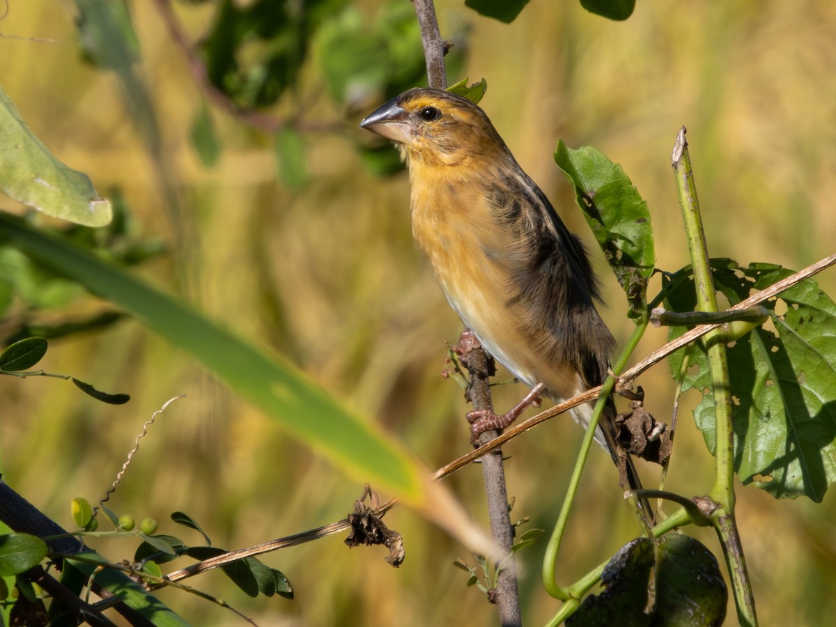 Ткачик золоточеревий - ML647144645