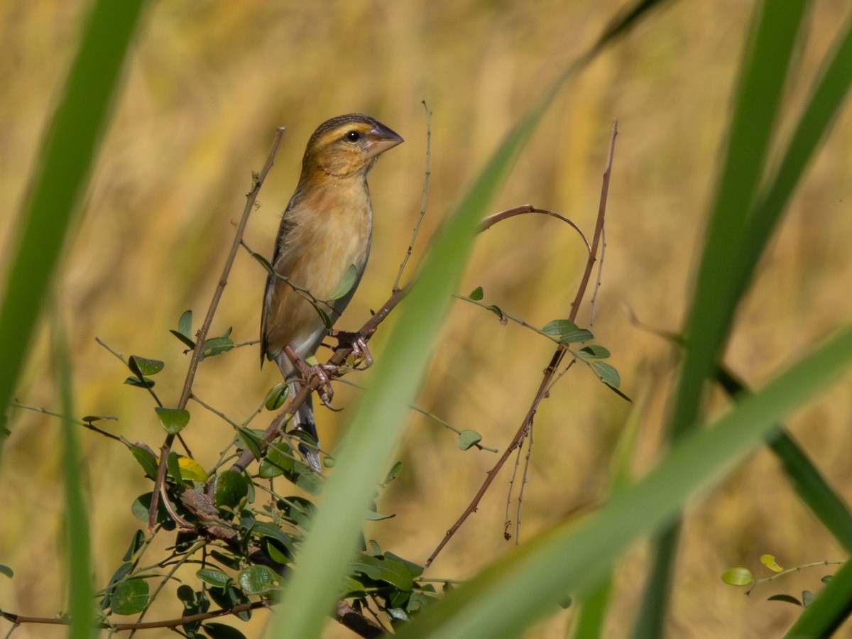 Ткачик золоточеревий - ML647144646