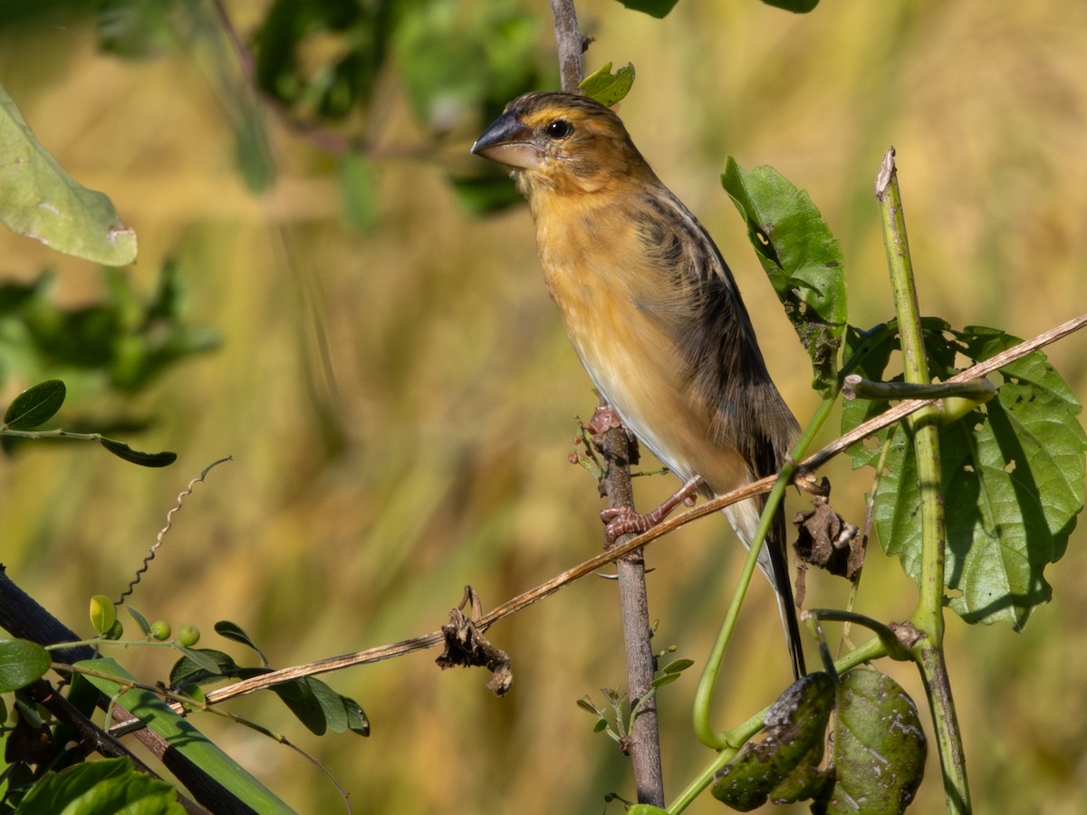 Ткачик золоточеревий - ML647144647