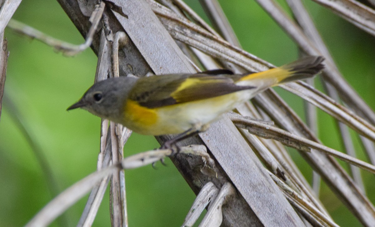 Горихвостковая древесница - ML647144649