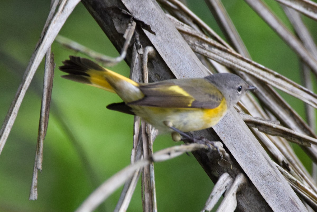 Горихвостковая древесница - ML647144650