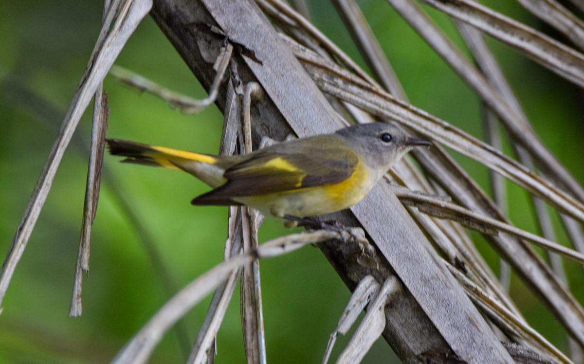 Горихвостковая древесница - ML647144651