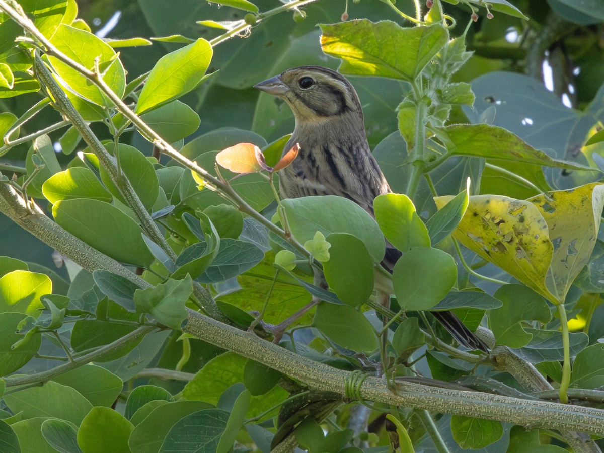 Вівсянка лучна - ML647144664