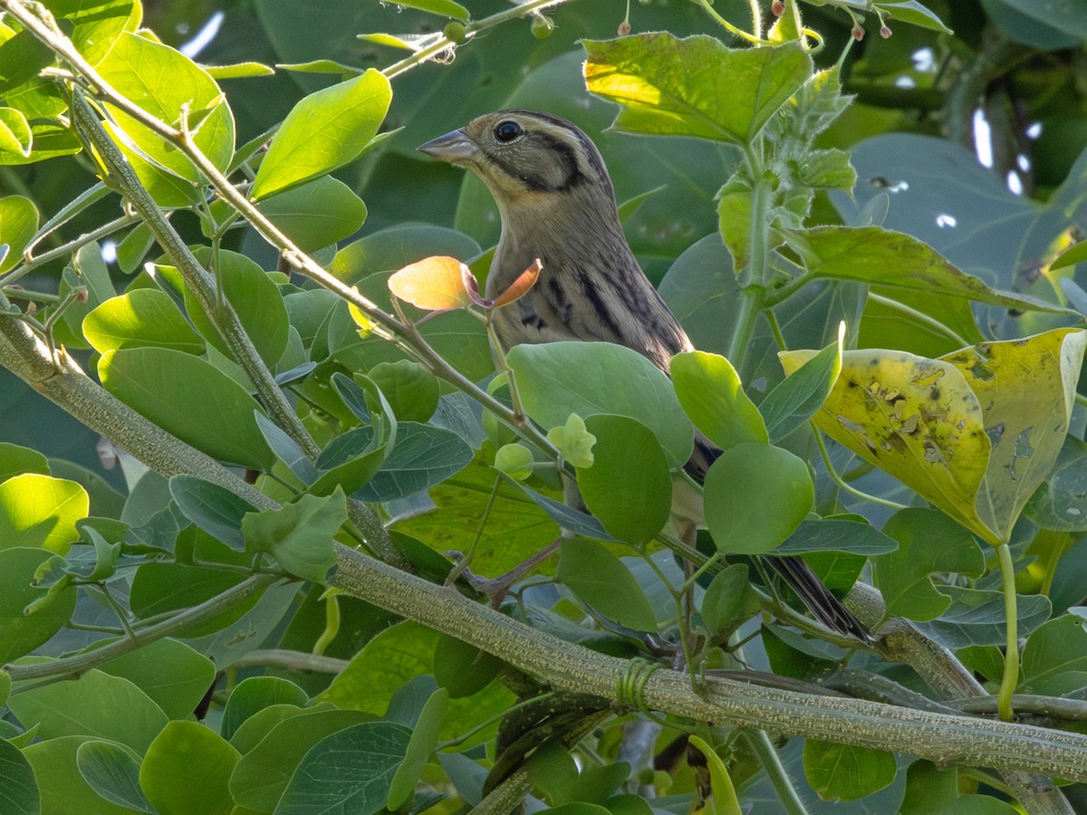 Вівсянка лучна - ML647144665