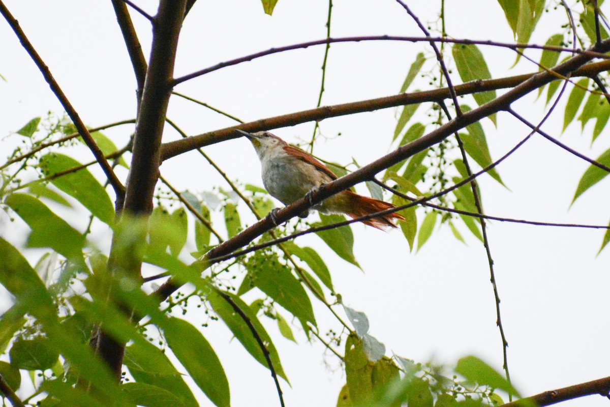 Yellow-chinned Spinetail - ML647144666