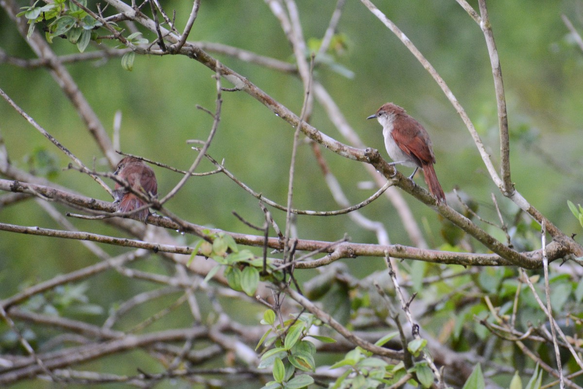Yellow-chinned Spinetail - ML647144668