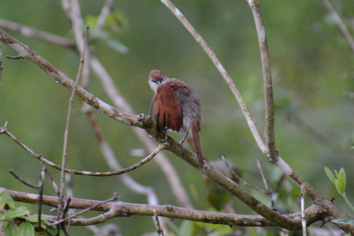 Yellow-chinned Spinetail - ML647144670