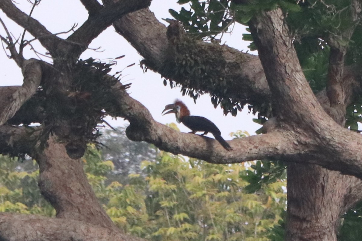 Black-casqued Hornbill - ML647144672