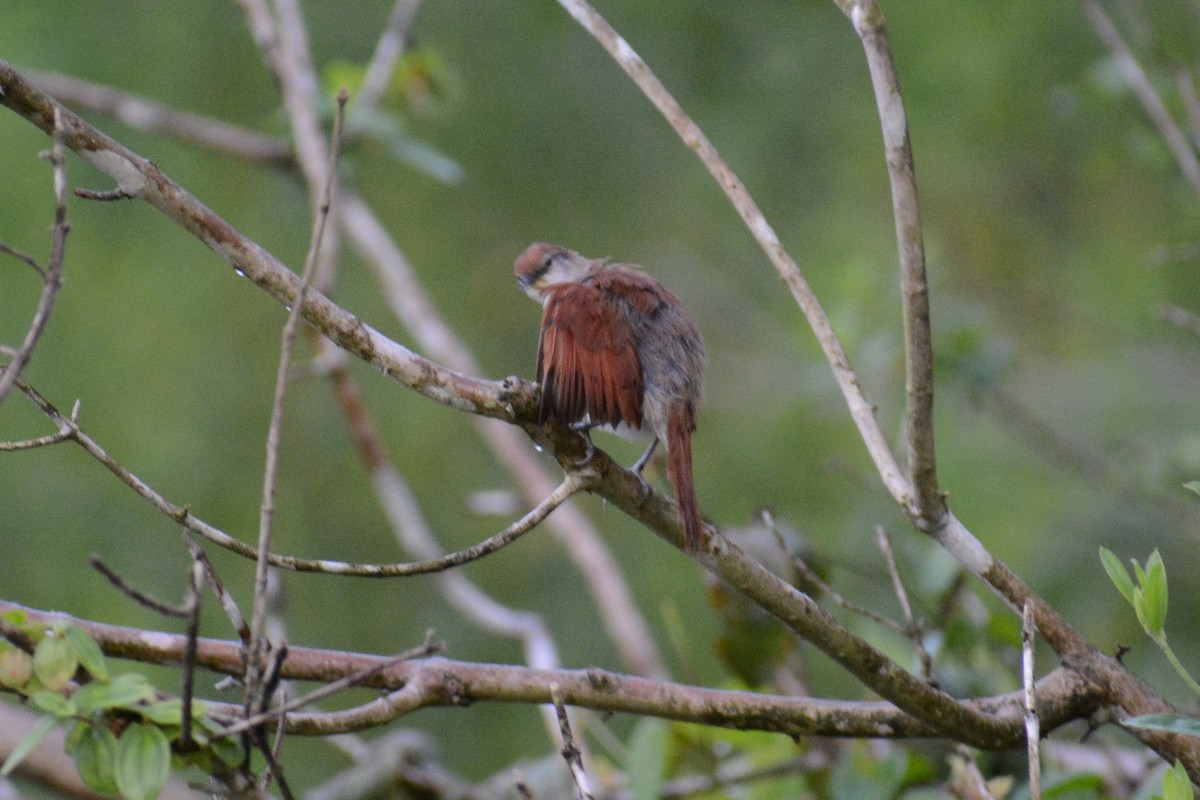 Yellow-chinned Spinetail - ML647144674