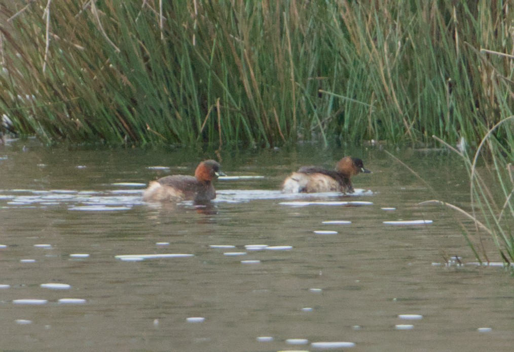 Little Grebe - ML647144700