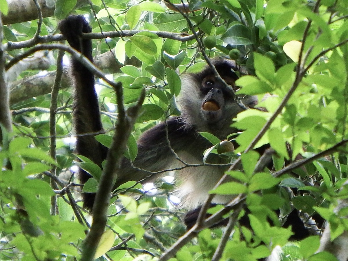 Spider Monkeys - ML647144703