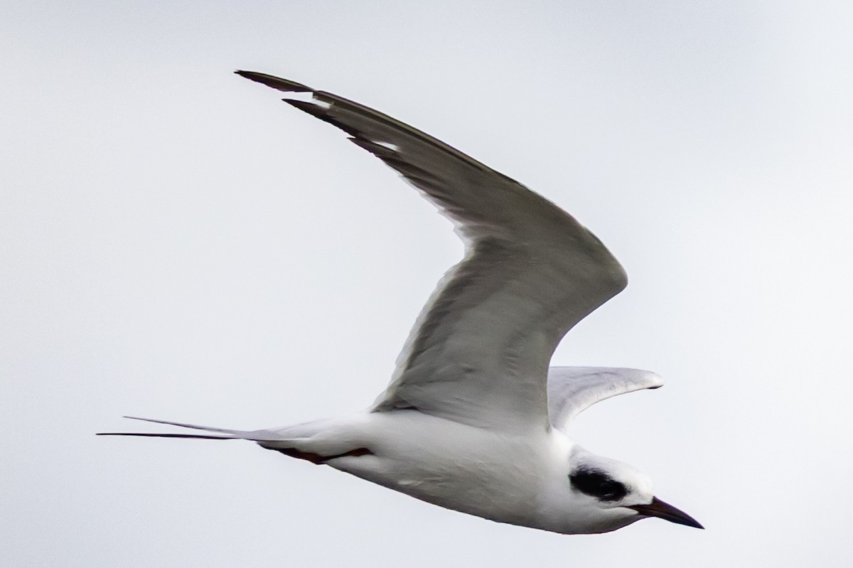 prærieterne - ML647144713