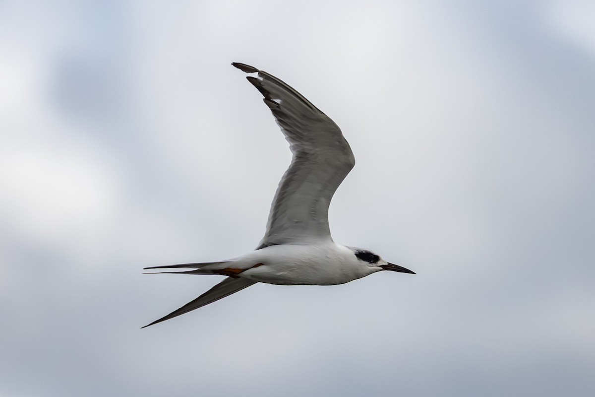 prærieterne - ML647144714