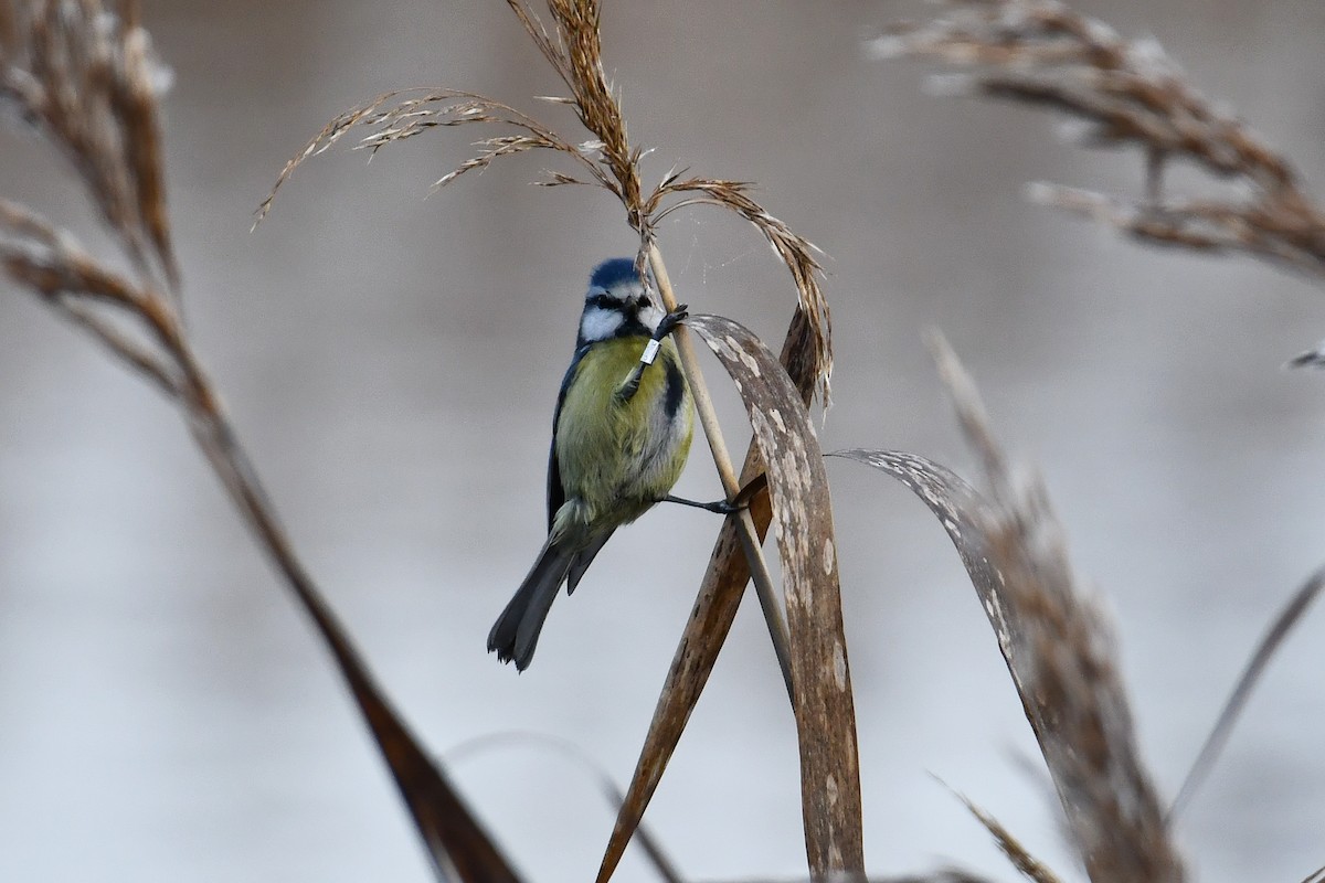 sýkora modřinka - ML647144727