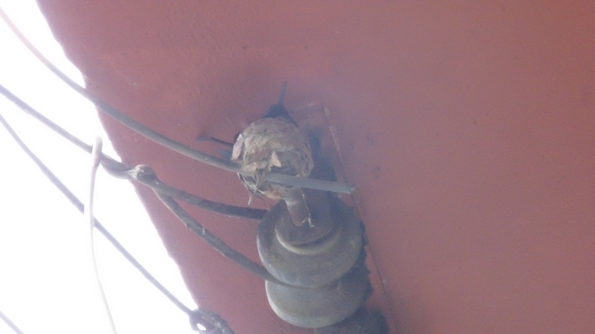 Swallow-tailed Hummingbird - ML647144749