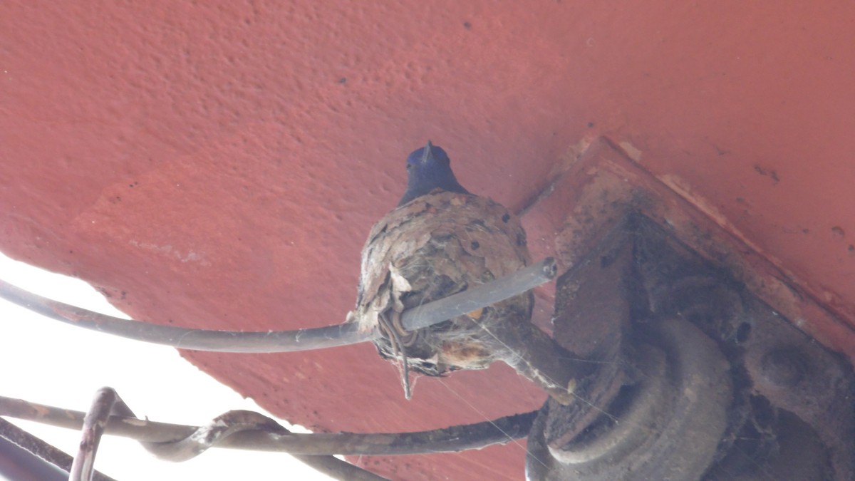 Swallow-tailed Hummingbird - ML647144752