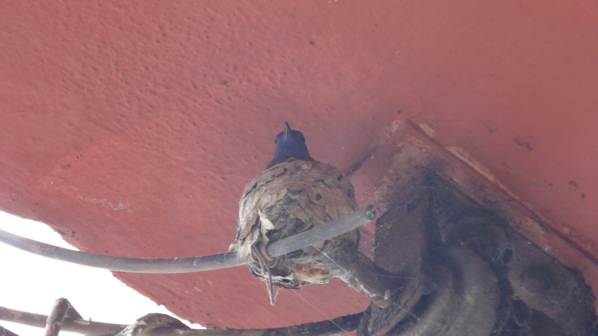 Swallow-tailed Hummingbird - ML647144754