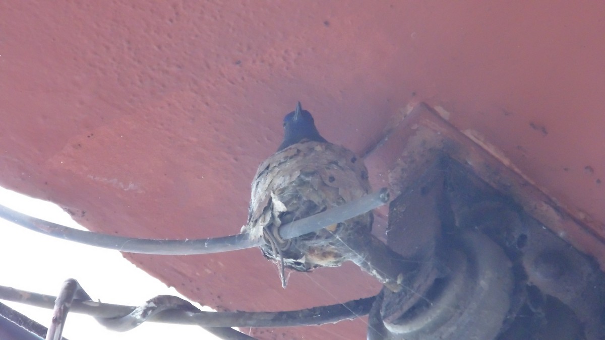 Swallow-tailed Hummingbird - ML647144756