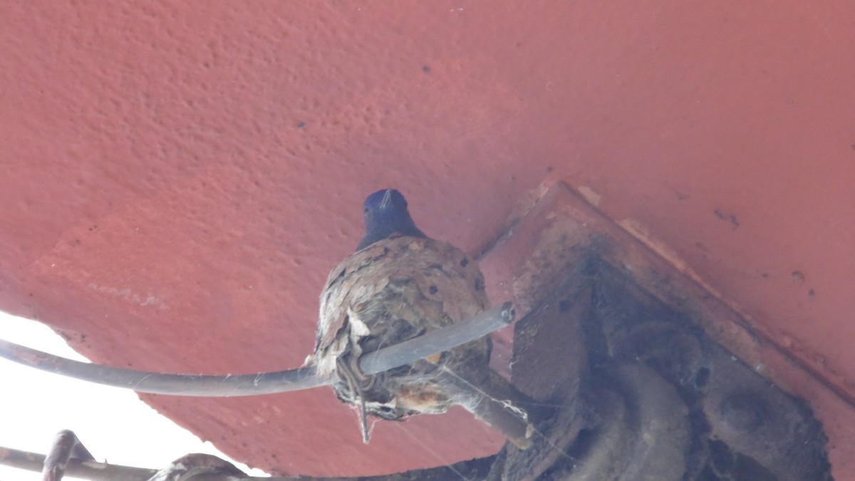 Swallow-tailed Hummingbird - ML647144770