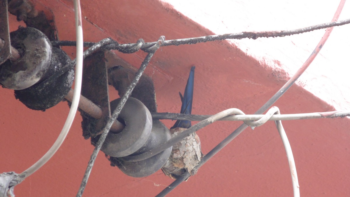 Swallow-tailed Hummingbird - ML647144771