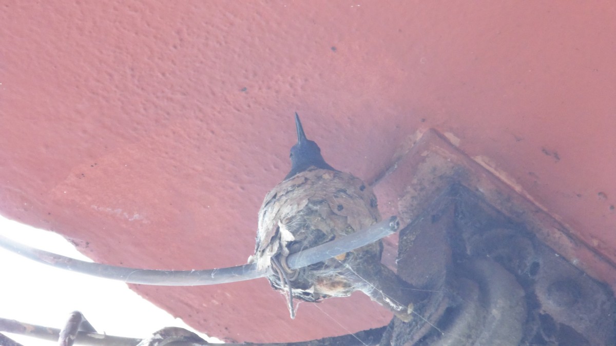 Swallow-tailed Hummingbird - ML647144772