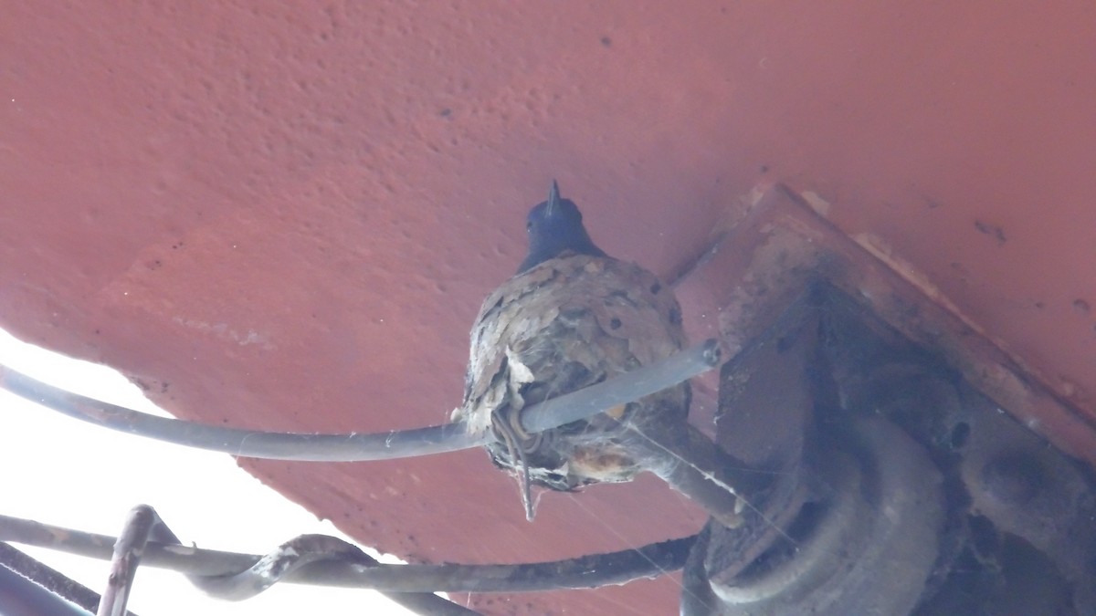 Swallow-tailed Hummingbird - ML647144773