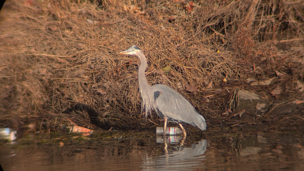 Great Blue Heron - ML647144777
