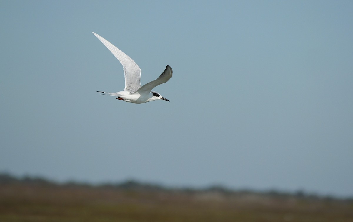 prærieterne - ML647144779