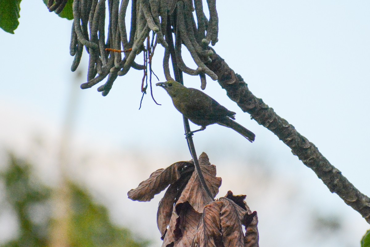 Palm Tanager - ML647144789