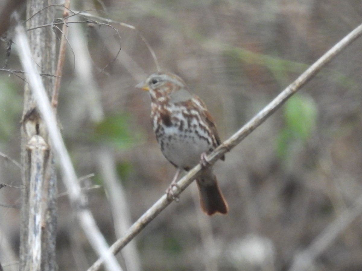 strnadec kaštanový - ML647144797