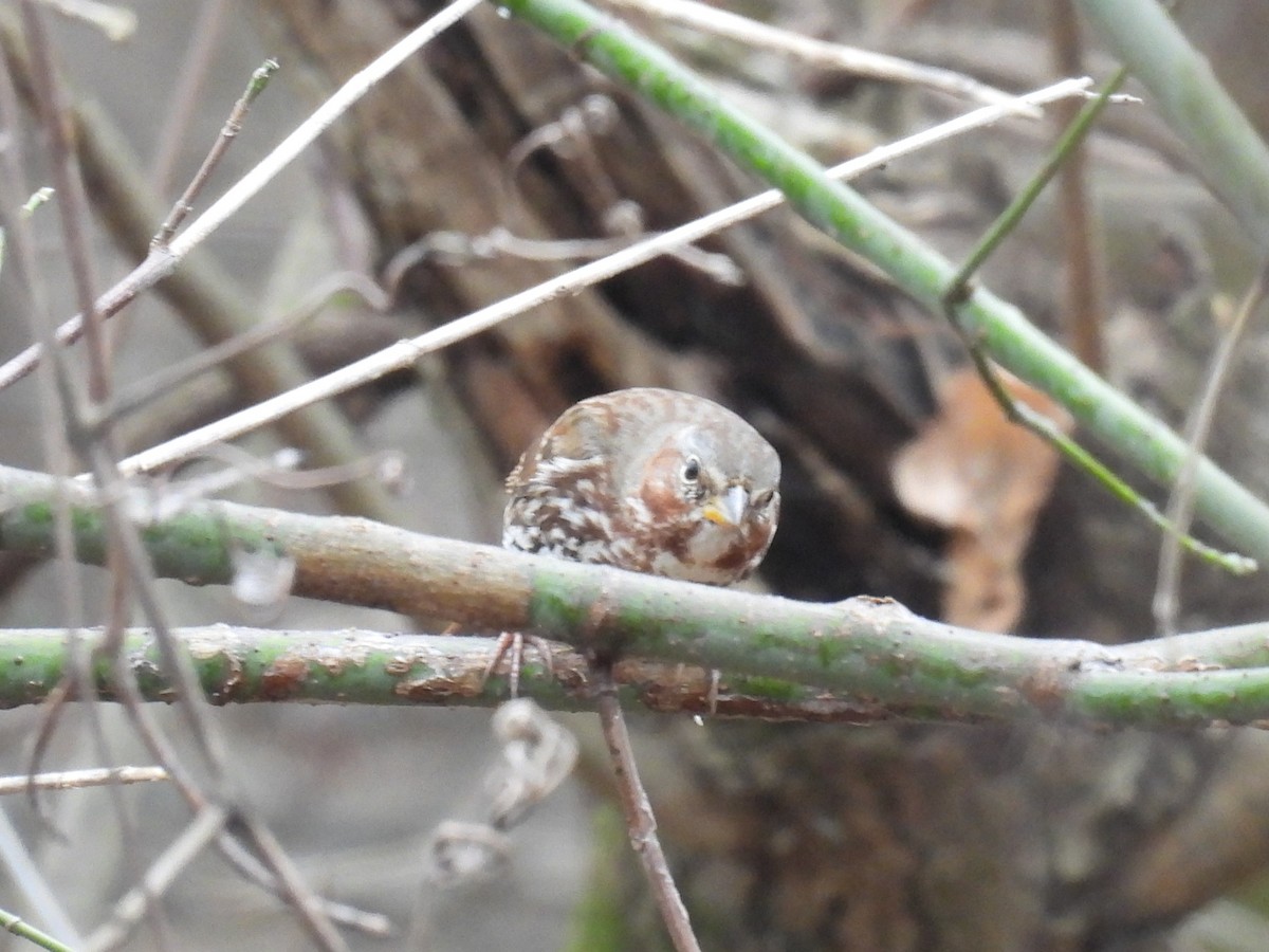 strnadec kaštanový - ML647144798