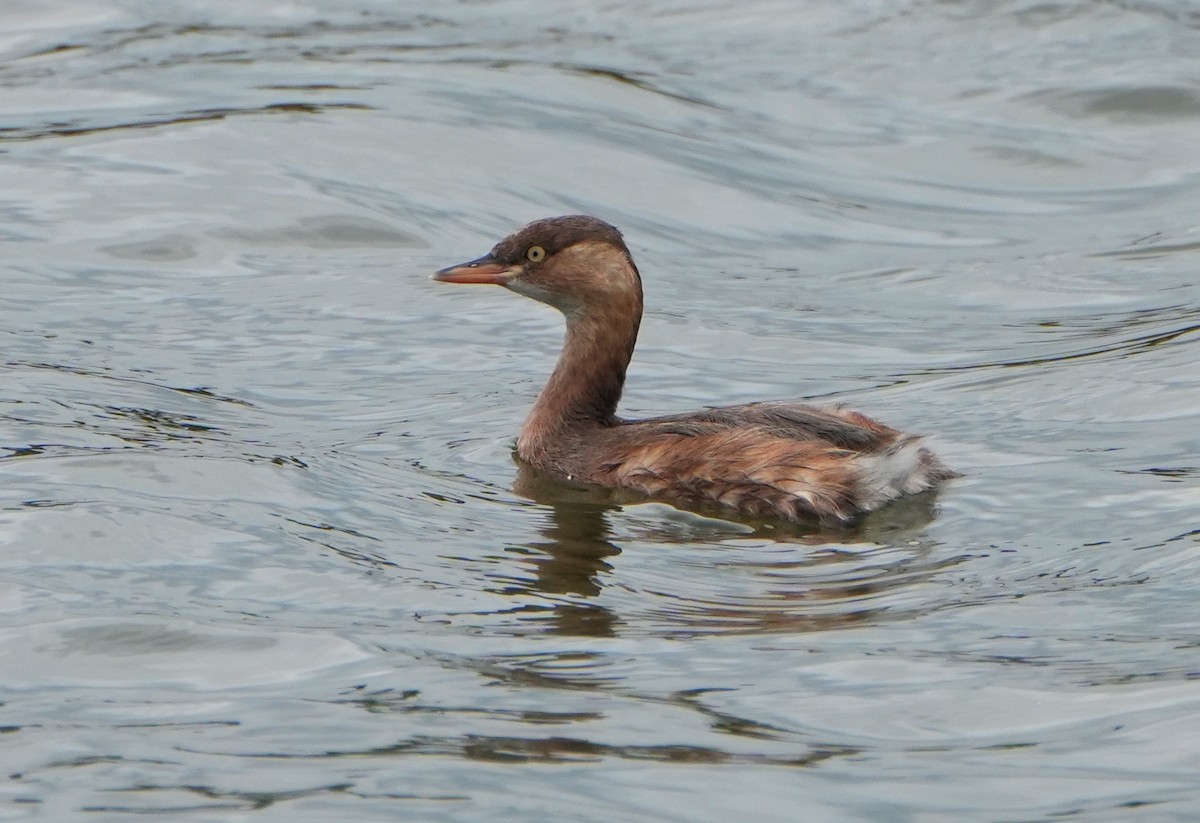 Little Grebe (Little) - ML647144799