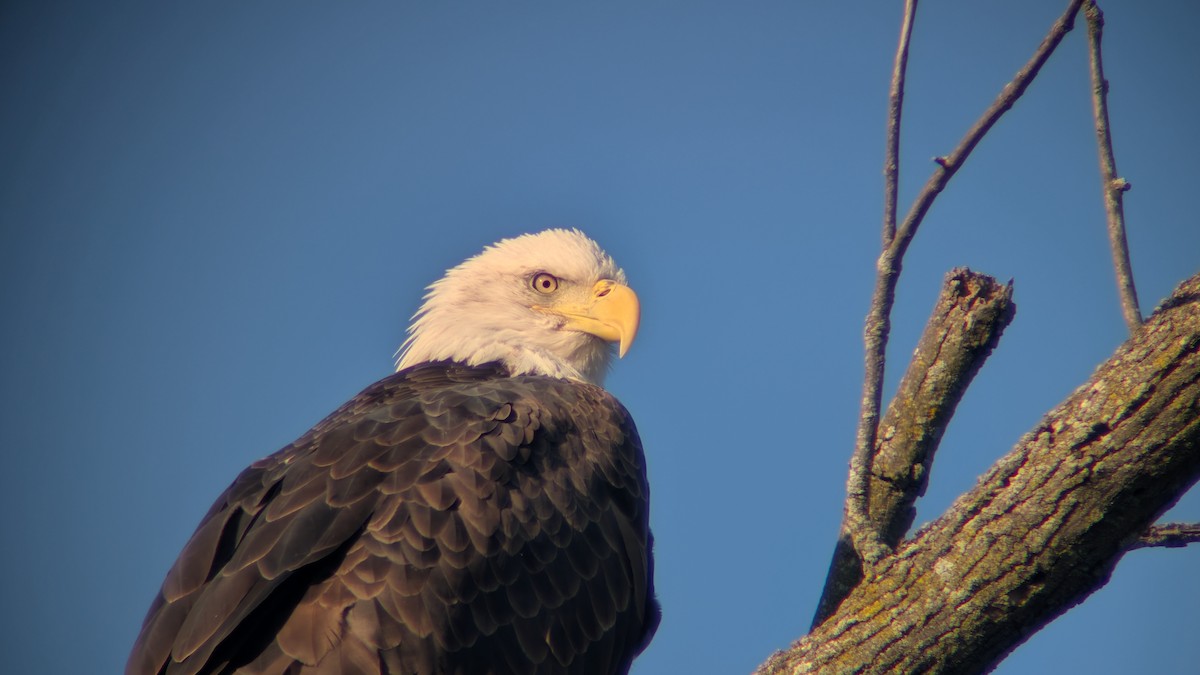 Bald Eagle - ML647144800