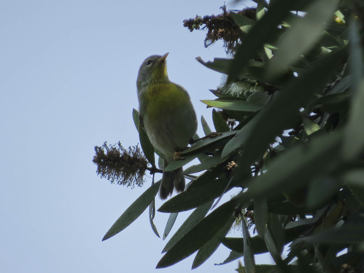 Northern Parula - ML647144801