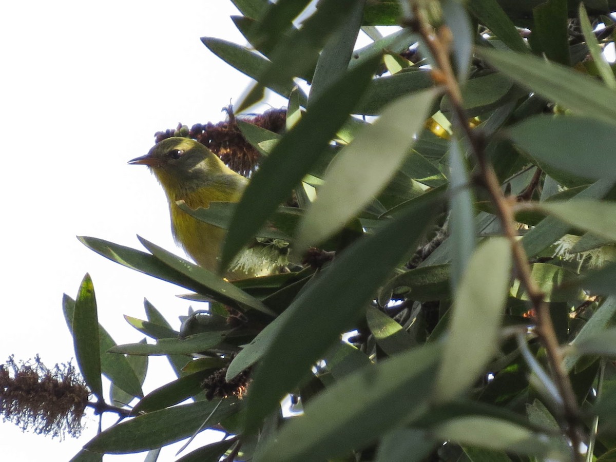 Northern Parula - ML647144802