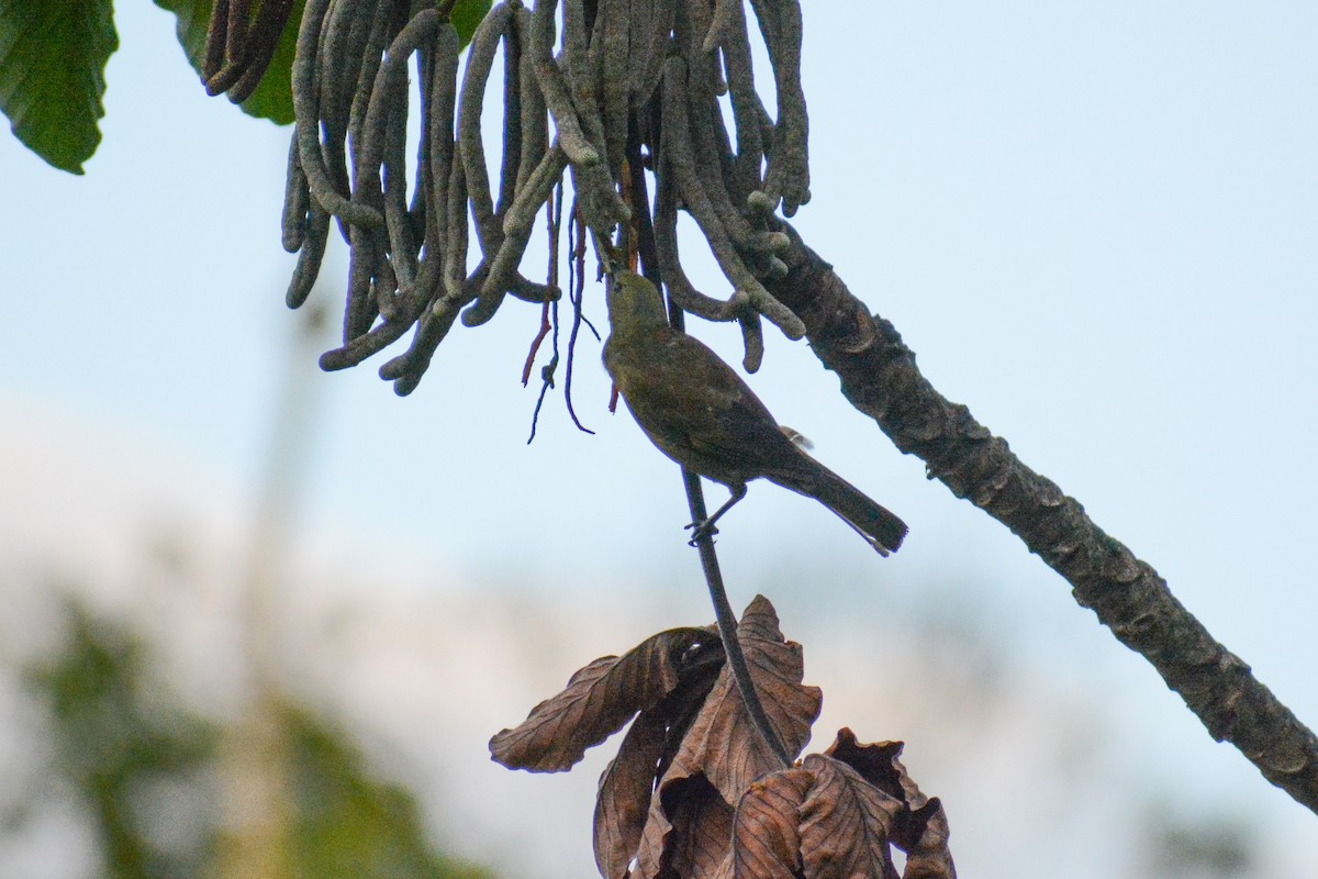 Palm Tanager - ML647144804