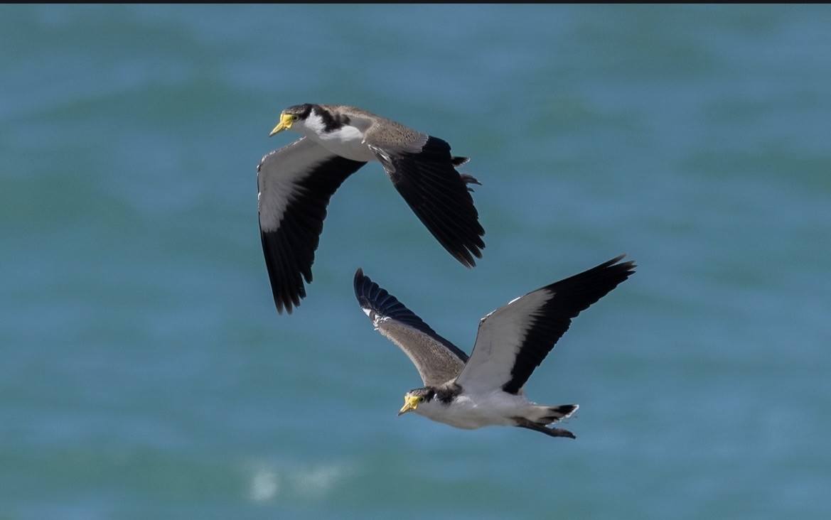 Masked Lapwing - ML647144819