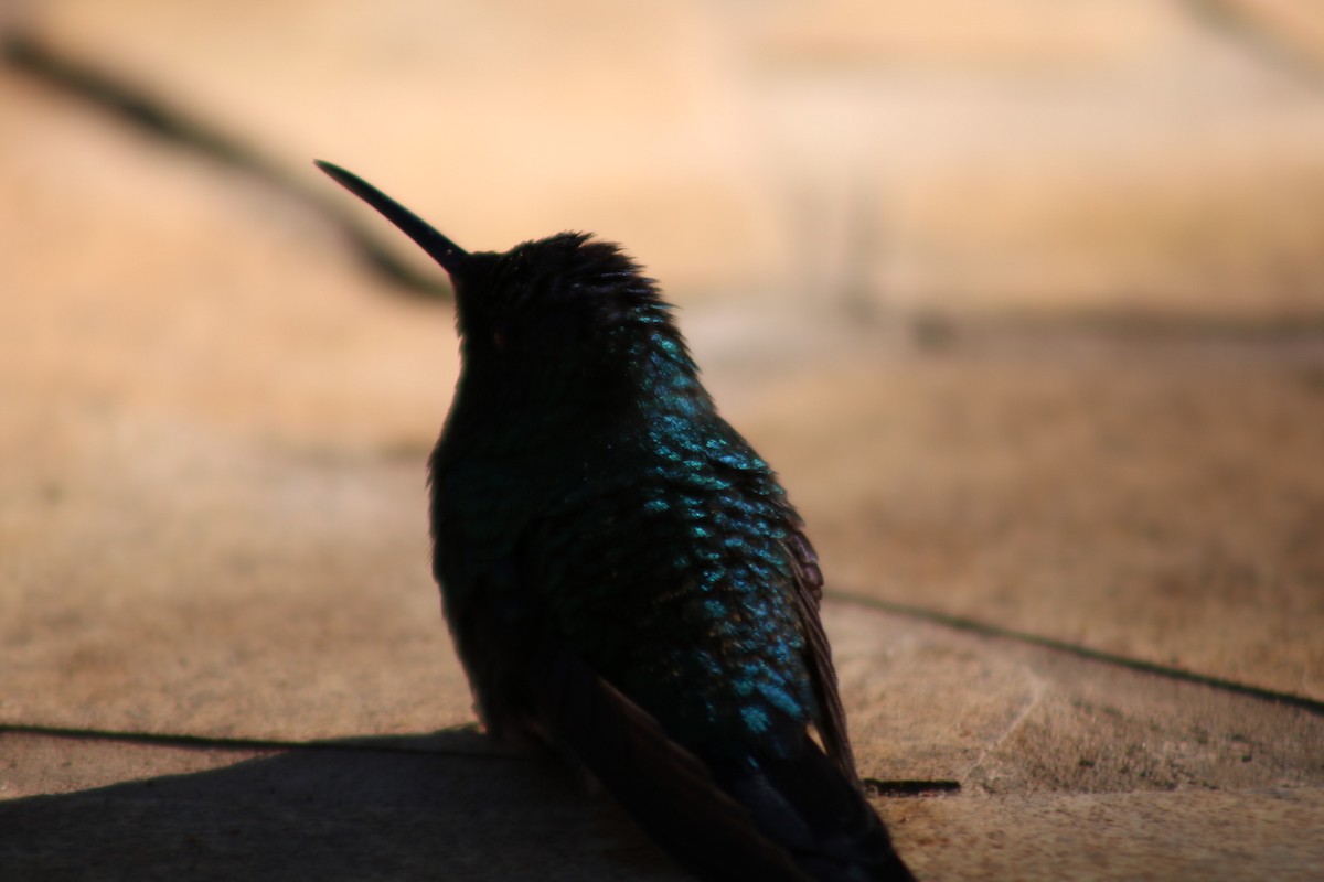 Goldbauch-Smaragdkolibri - ML647144824