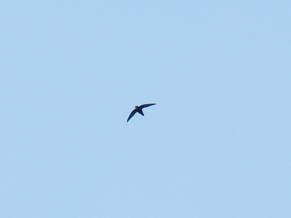 Boz Ebabil - ML647144841