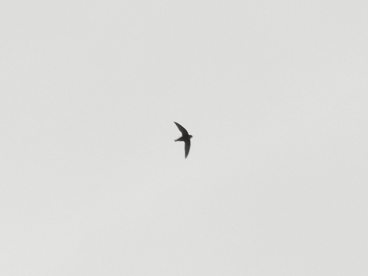 Boz Ebabil - ML647144842