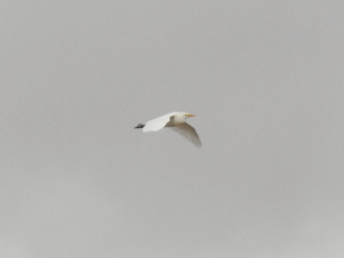 Sığır Balıkçılı - ML647144851