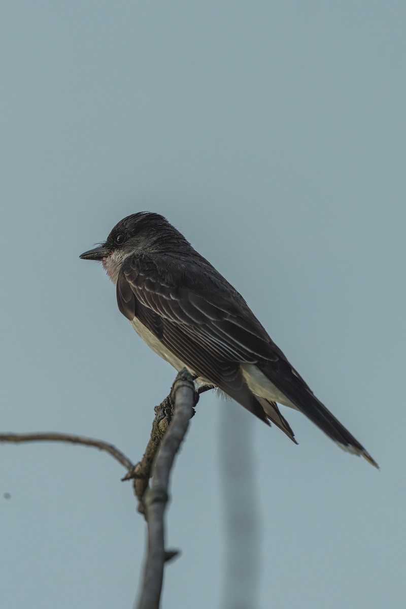 Tyran tritri - ML647144869