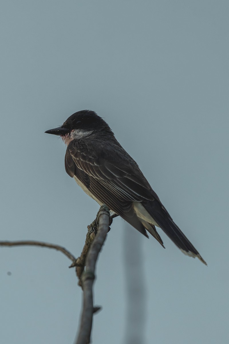 Tyran tritri - ML647144870