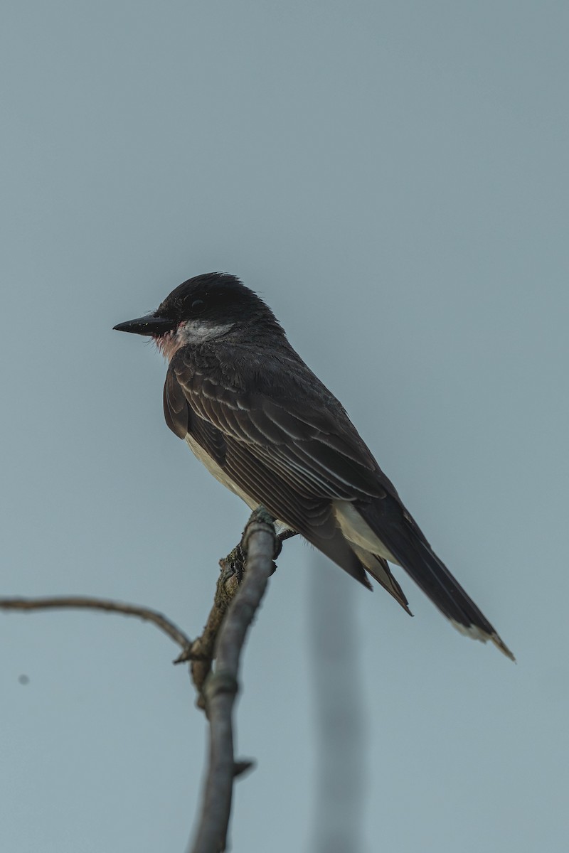 Tyran tritri - ML647144871