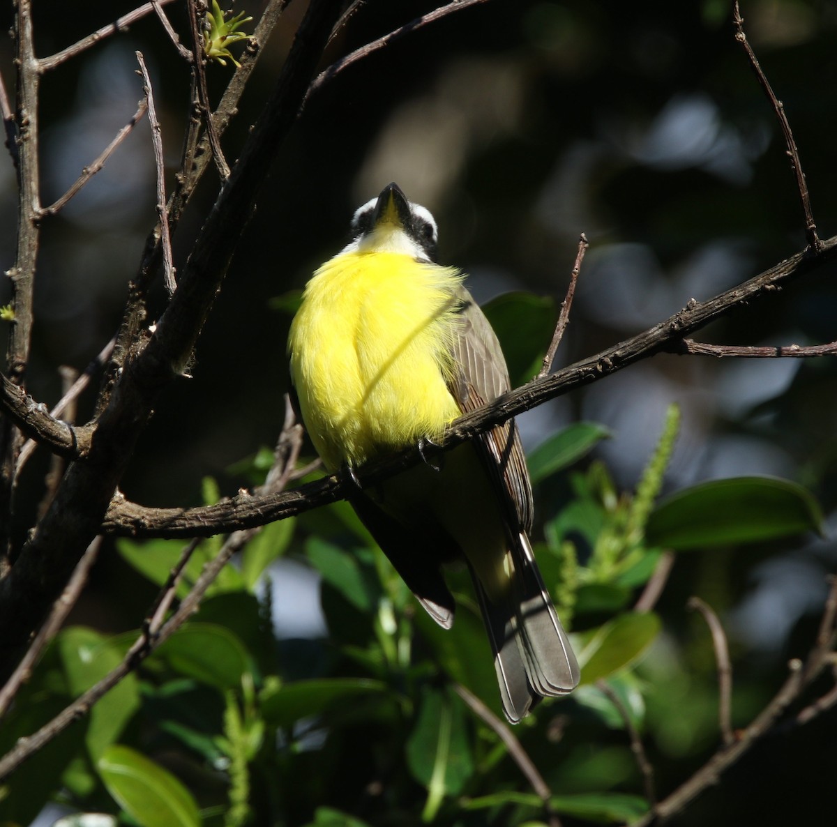 Boat-billed Flycatcher - ML647144876