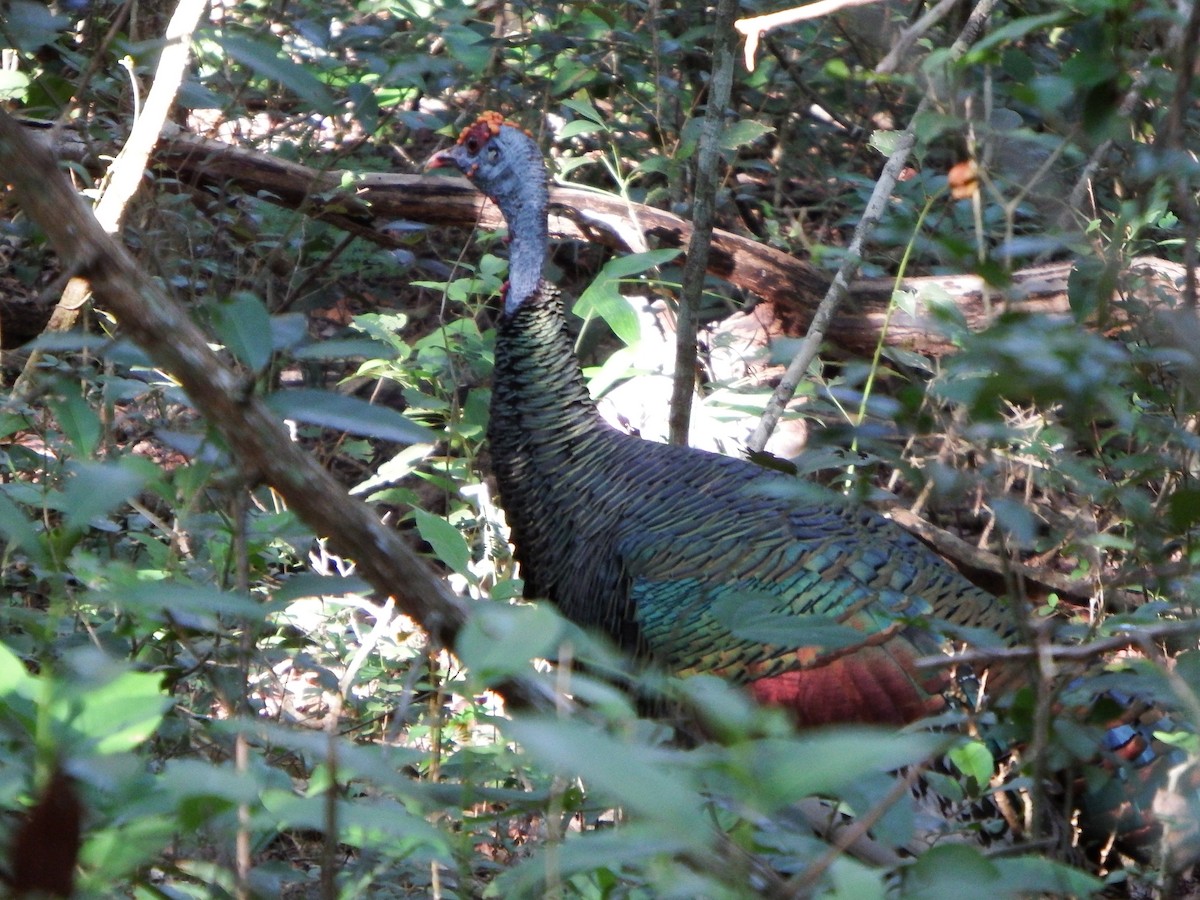 Ocellated Turkey - ML647144879