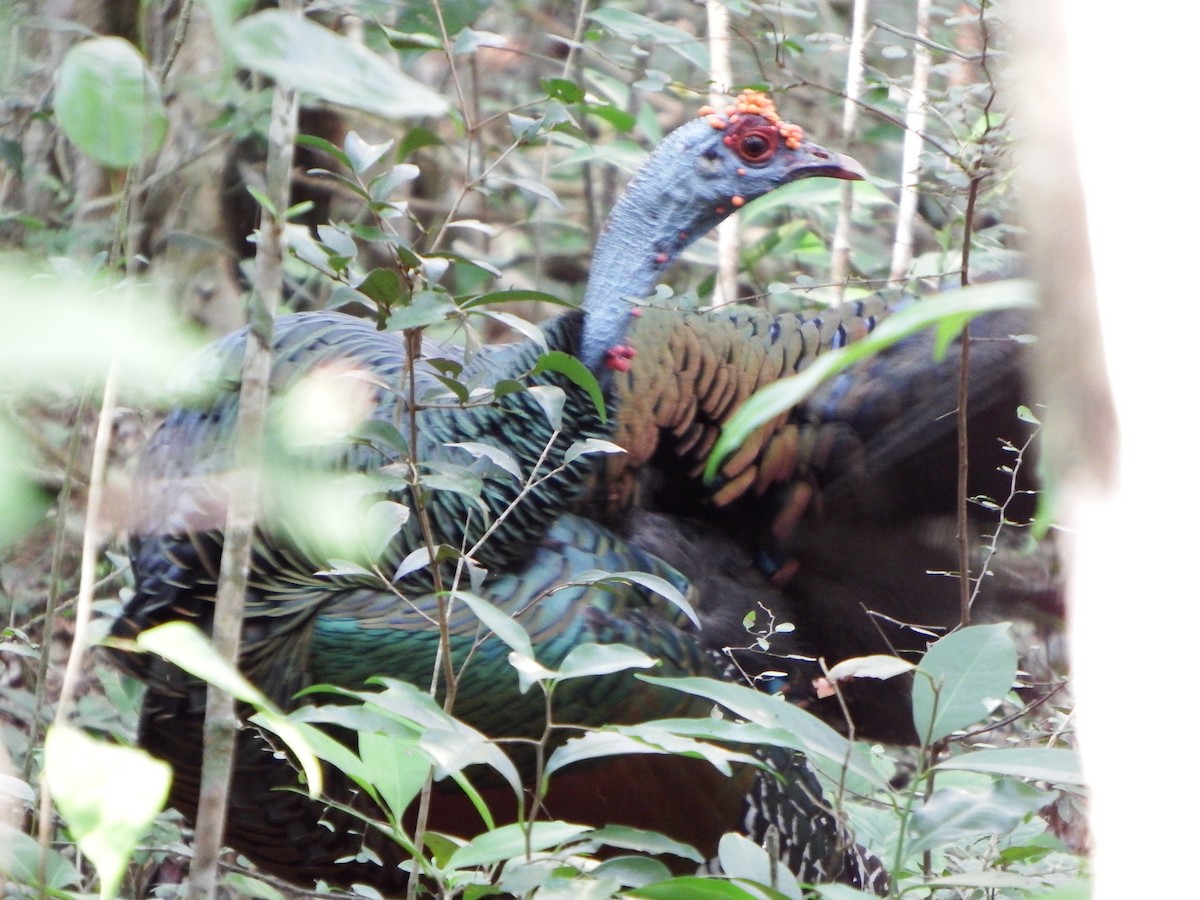 Ocellated Turkey - ML647144880