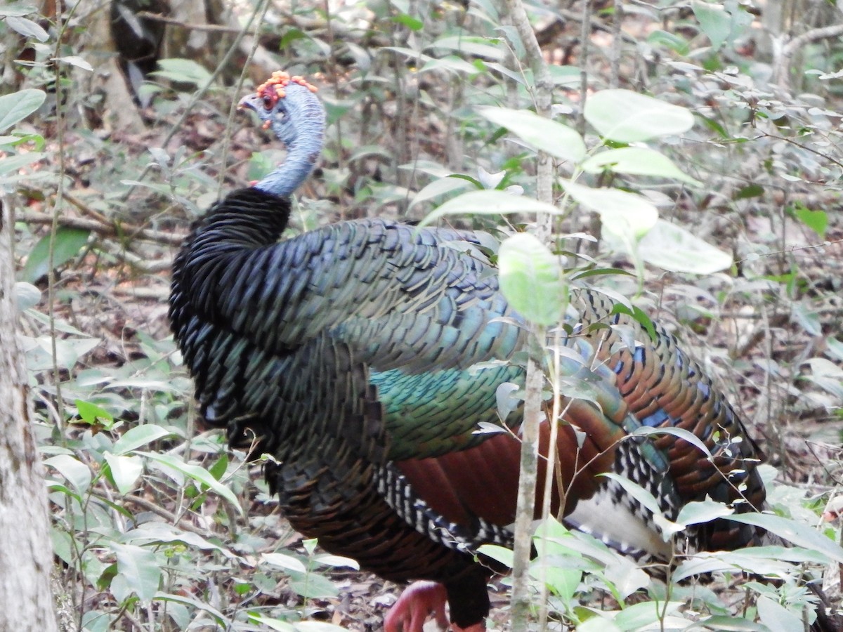 Ocellated Turkey - ML647144881